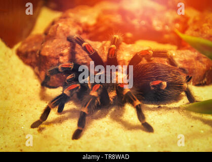 Große Spinne tarantula Ausblenden auf der Rock/Mexican redknee tarantula Stockfoto