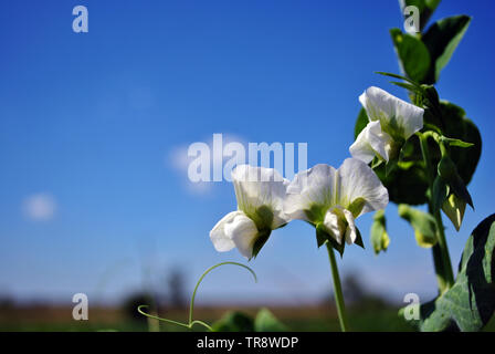 Erbsen Pflanze, weiße Blüten, ökologischer Landbau, Nahaufnahme, blauer Himmel Hintergrund Stockfoto