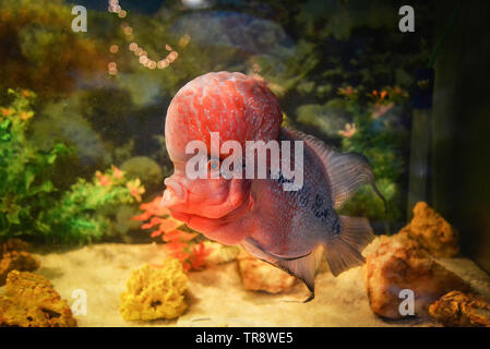 Bunte rote enrage Fisch pet cichlid Männlich schönen flowerhorn swimming Fish Tank unterwasser Aquarium Stockfoto