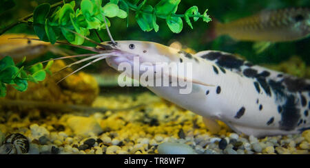 Albino Wels beschmutzt Schwimmbad Unterwasser aquarium Stockfoto