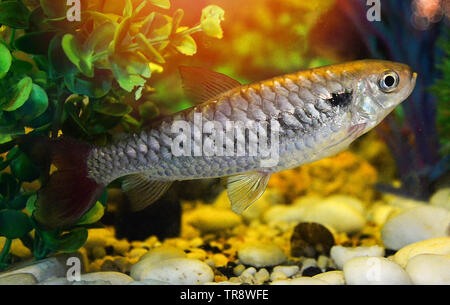 Rot oder Rosa Schwanz fisch Märchen / seltene Fische in minnow Familie Stockfoto