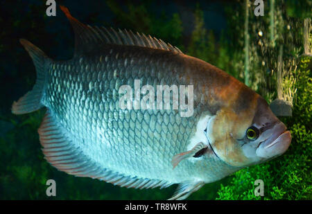 Giant Red Tail gurami Fische schwimmen unter Wasser aquarium im Aquarium/Gurami Osphronemus goramy Stockfoto