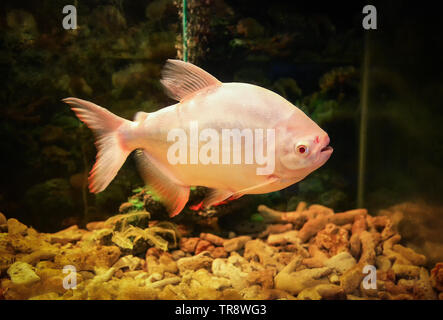 Albino Fisch/Aufwachraum cachama weiß Aufwachraum fisch Colossoma macropomum Tambaqui - Stockfoto