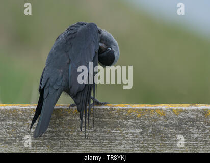 Dohle, Corvus monedula, Erwachsener, Putzende Federn, auf hölzernen Zaun gehockt, Bempton Cliffs RSPB Reservat, Bempton, East Yorkshire, England, Stockfoto