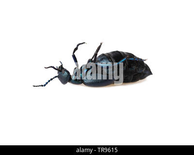 Schwarz Blau öl Käfer auf dem Rücken liegend auf weißem Hintergrund Stockfoto