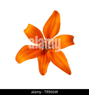 Lilium Lilie Blume orange Farbe auf weißem Freistellungspfad isoliert im Lieferumfang enthalten Stockfoto