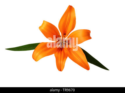 Lilium oder Lilie Blume orange Farbe auf weißem Freistellungspfad isoliert im Lieferumfang enthalten Stockfoto