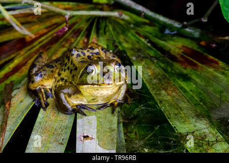 Pig Frog ist bereit für die Nacht. Stockfoto