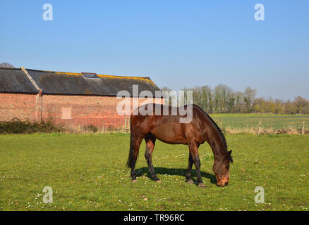 Weidende Pferde in einer Koppel in der Nähe von Shapwick, Dorset Stockfoto