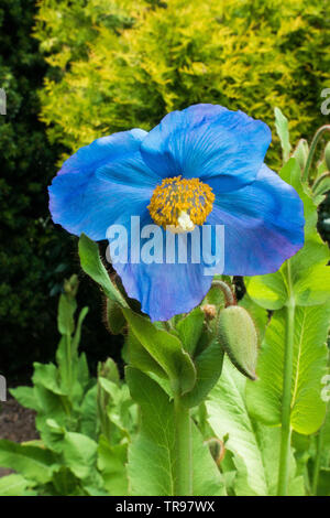 Meconopsis Grandis Dalemain (Himalayan Blue Poppy) Stockfoto