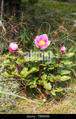 Paeonia Officinalis oder wilde Pfingstrose auf einem Berg in Sardinien Stockfoto