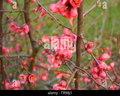 Eine Nahaufnahme von einem Busch mit kleinen rosa blühenden Blumen und Grünes Gras im Hintergrund. Stockfoto