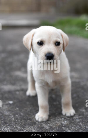 Labrador Retriever Welpen im Hof, bis schließen Foto Stockfoto