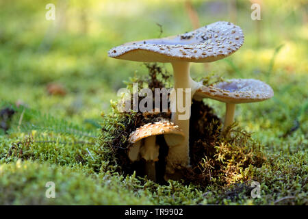 Giftigen Pilze wachsen aus Moos im August Stockfoto
