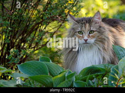 Wunderschöne Norwegische Waldkatze weiblichen hinter Pflanzen im Garten Stockfoto