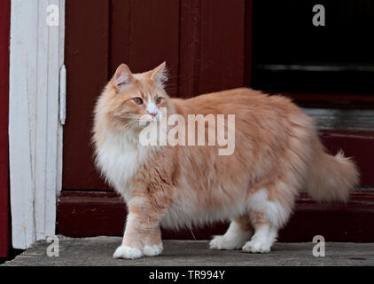 Eine Norwegische Waldkatze männlich steht vor der Tür am Abend Stockfoto