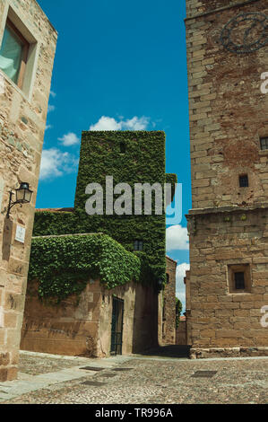 Schmale Gasse mit alten Steinmauern, einer von Ihnen abgedeckt durch Kletterpflanzen in Caceres. Eine charmante Stadt mit einem vollständig erhaltenen Altstadt in Spanien. Stockfoto