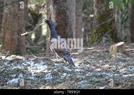 Ein Auerhahn in der Balz auf dem Waldboden Stockfoto