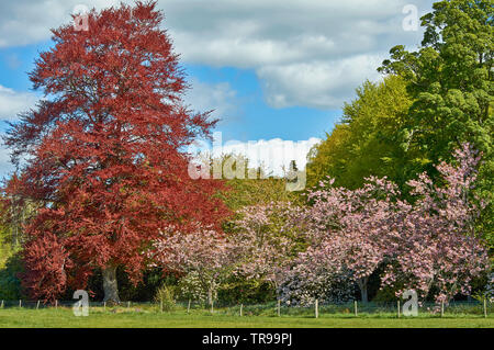 BALLINDALLOCH SCHLOSS UND GÄRTEN BANFFSHIRE SCHOTTLAND ROSA KIRSCHBAUM BLÜTEN UND EINEM Copper Beech Tree IM FRÜHJAHR Stockfoto