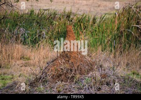 Großer Termitenhügel in einer afrikanischen Savanne, Simbabwe Stockfoto