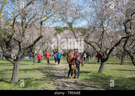 Quinta de los Molinos Park; Madrid, Spanien Stockfoto