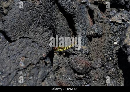 Amazing lava Felder zwischen Mauna Kea und Mauna Loa Vulkane auf der grossen Insel von Hawaii, ohne Leben außer einigen seltenen Fällen Stockfoto