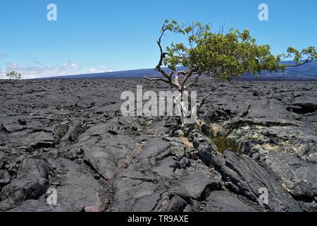 Amazing lava Felder zwischen Mauna Kea und Mauna Loa Vulkane auf der grossen Insel von Hawaii, ohne Leben außer einigen seltenen Fällen Stockfoto