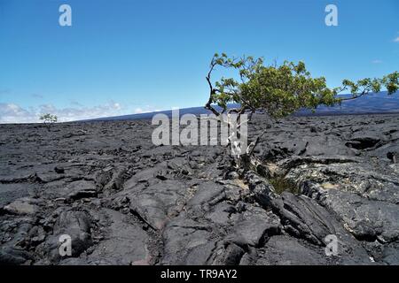 Amazing lava Felder zwischen Mauna Kea und Mauna Loa Vulkane auf der grossen Insel von Hawaii, ohne Leben außer einigen seltenen Fällen Stockfoto