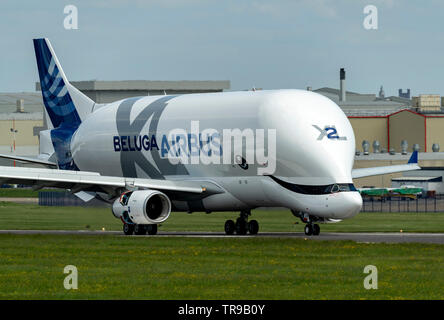 Airbus A 330-743 L Beluga XL2, F-Wbxs unten Start- und Landebahn nach der Landung am Flughafen Hawarden Stockfoto