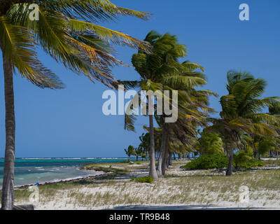 Palmen wiegen am Strand, Half Moon Caye, Lighthouse Reef Atoll, Belize Stockfoto