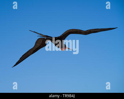 Frigate fliegen in den Himmel, Half Moon Caye, Lighthouse Reef Atoll, Belize Stockfoto