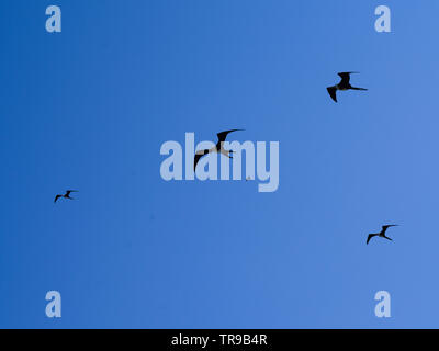 Frigatebirds fliegen in den Himmel, Half Moon Caye, Lighthouse Reef Atoll, Belize Stockfoto