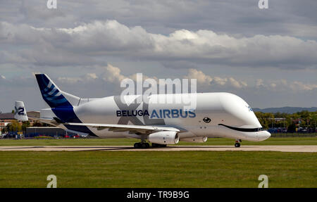 Airbus A 330-743 L Beluga XL2, F-WBXS auf Hawarden Airport Positionierung zum Abheben Stockfoto