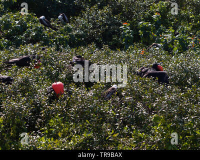 Kolonie von frigatebirds, Half Moon Caye, Lighthouse Reef Atoll, Belize Stockfoto