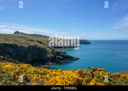 Felsige Küste mit türkisfarbenem Wasser und gelbem Ginster in Blume. Pembrokeshire Stockfoto