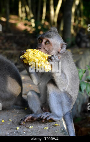 Heilige Affenwald, Ubud Stockfoto