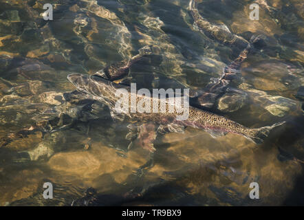 Nach chinook Lachs an eine Fischzuchtanstalt, Schwimmen in einem Betrieb Teich vor hervorgebracht wird. Stockfoto