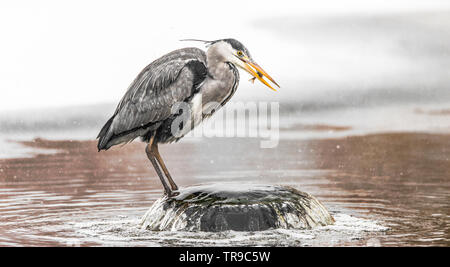 Graureiher, stehend auf einem künstlichen Springbrunnen, halten es gerade einen Fisch gefangen hat, in einer der wenigen Bereiche, von einem Park in Amsterdam-Noord, wo die Kanäle ein Stockfoto