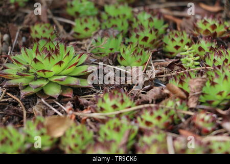 Südfrankreich, Okzitanien - Sempervivum bekannt als hauswurz - Nahaufnahme der Blüte Sukkulenten Stockfoto