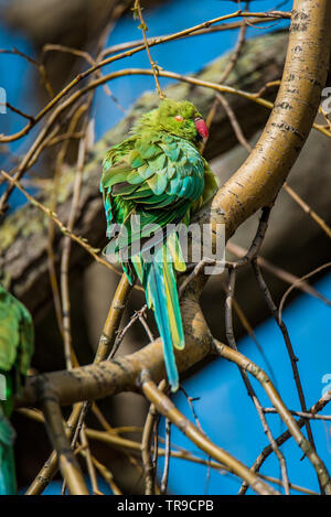 Wild Rose - Beringt oder Ring-necked parakeet Sonnenbaden in den Vondelpark, Amsterdam, in den warmen Frühling Sonne. Schöne, bunte blaue und grüne Feder Stockfoto