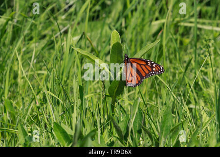 Monarch Butterfly legt Eier auf einer Milchwegenpflanze. Stockfoto