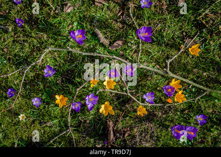 Close-up Makro Foto des Niederländischen Crocus vernus Blumen im Gras im Frühjahr wachsen. Schöne, bunte und Sorte der Blumen. Stockfoto