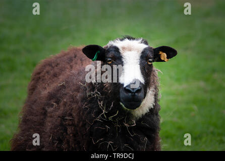 Blanwen Welsh Mountain Ewe in das Feld ein. Selektive konzentrieren. Stockfoto