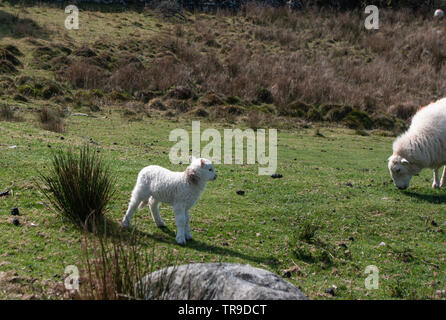 Hardy Welsh Mountain Mutterschaf und Lamm. Stockfoto