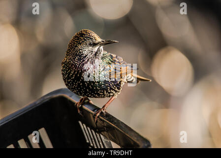 Europäischen Starling Vogel hocken auf dem Rand eines Fahrrad Korb. Schön, Schillernd bunte birdwith Weiße spitzen Federn. Stockfoto