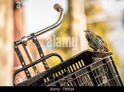 Europäischen Starling Vogel hocken auf dem Rand eines Fahrrad Korb. Schön, Schillernd bunte birdwith Weiße spitzen Federn. Stockfoto