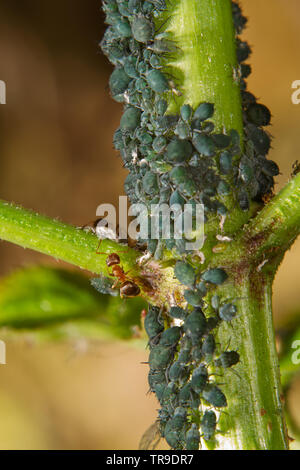 Ameisen hüten und Melken Blattläuse auf einem Zweig von Elder Stockfoto