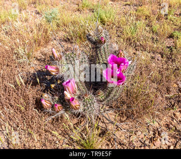 Blühende Hecke hog Kaktus in der Nähe von Tucson, AZ. Stockfoto