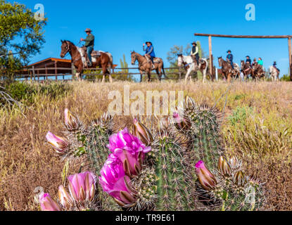 Gäste verlassen das Frühstück auf dem Rücken der Pferde bei einem Frühstück Fahrt im White Stallion Ranch, eine Dude Ranch außerhalb von Tucson, AZ corral. Blühende hedgeho Stockfoto