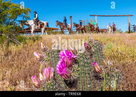 Gäste verlassen das Frühstück auf dem Rücken der Pferde bei einem Frühstück Fahrt im White Stallion Ranch, eine Dude Ranch außerhalb von Tucson, AZ corral. Blühende hedgeho Stockfoto